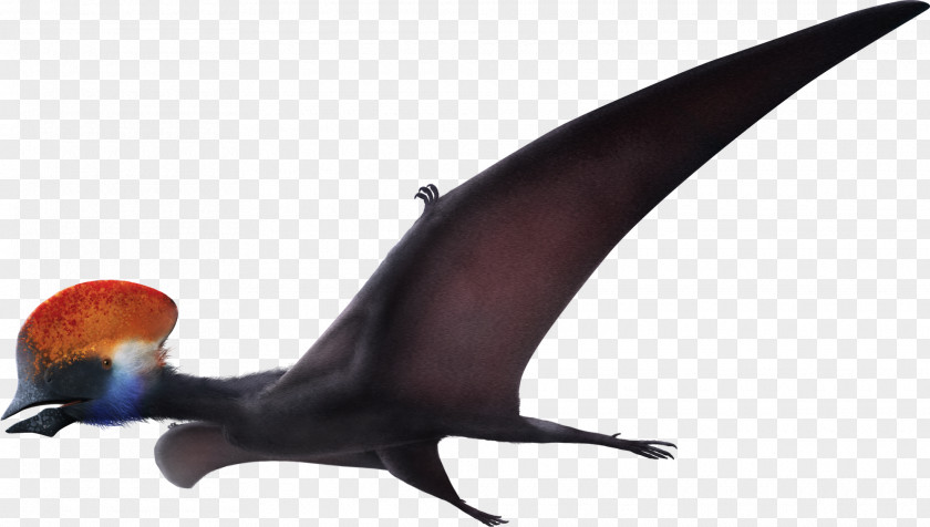 Dinosaur Tapejara Bakonydraco Nemicolopterus Thalassodromeus Sinopterus PNG
