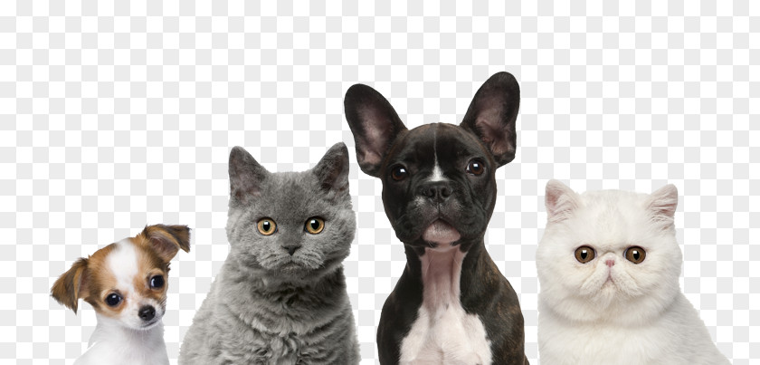 European Shorthair Burmese Dog And Cat PNG