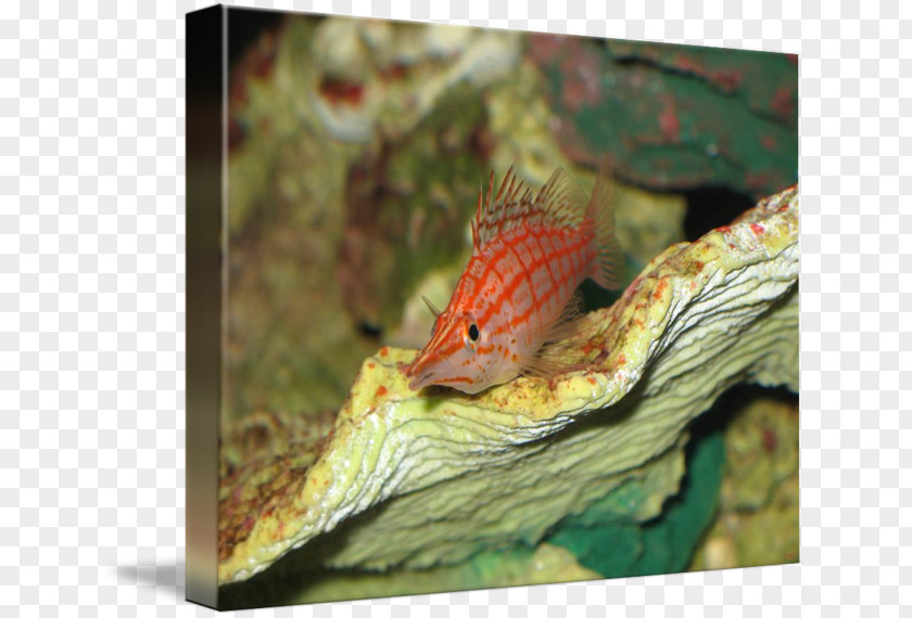 Fish Cute Anoles Fauna PNG