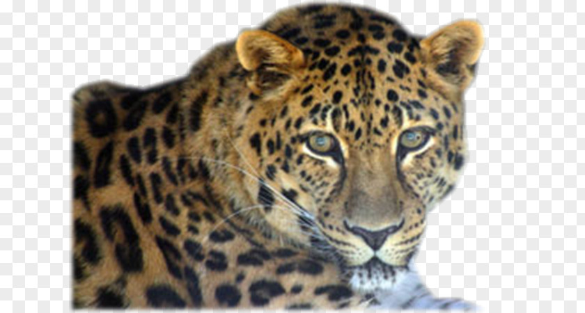 Leopard Jaguar Cheetah Whiskers Tiger PNG