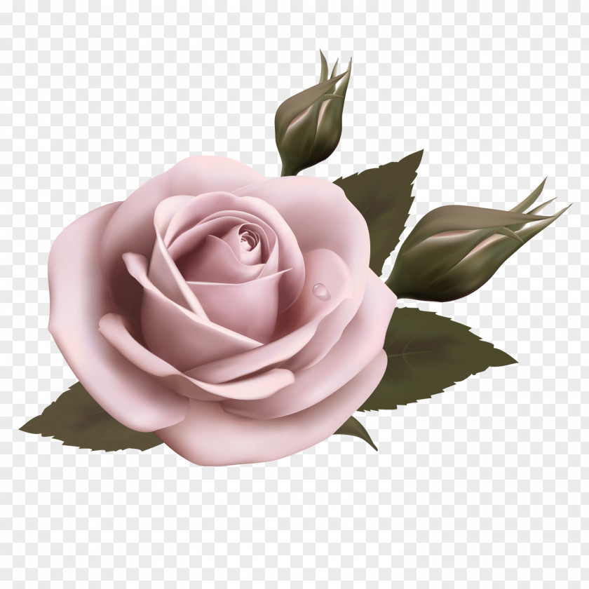 Pink Roses Flower Clip Art PNG