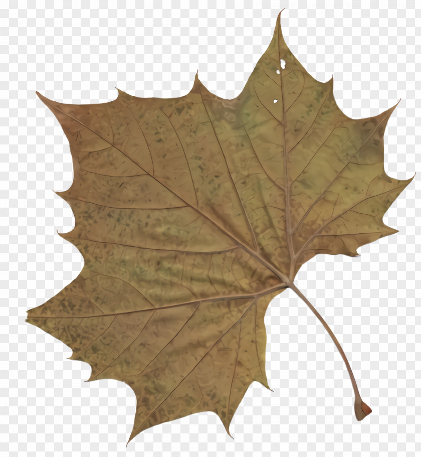 Scarlet Oak Woody Plant Maple Leaf PNG