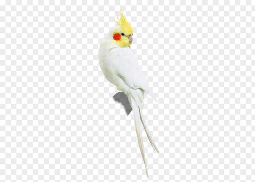 A Parrot Free Pull Material Cockatiel Bird Sulphur-crested Cockatoo Parakeet PNG