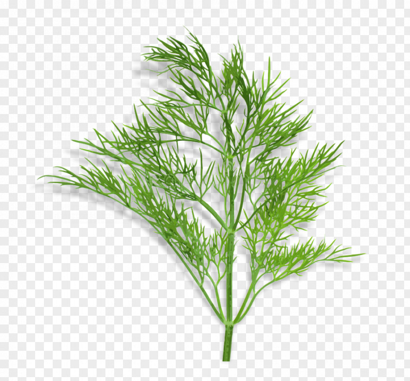 American Larch Tree White Pine Grass Plant Leaf Red PNG