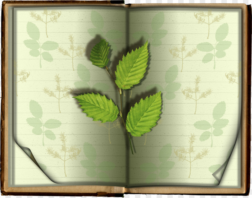 Book Leaves Leaf Download PNG