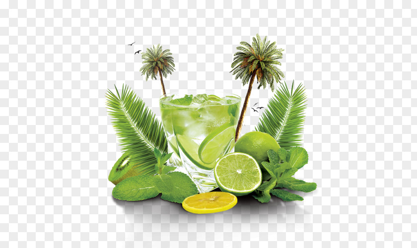 Citrus Lime Juice Palm Tree Background PNG