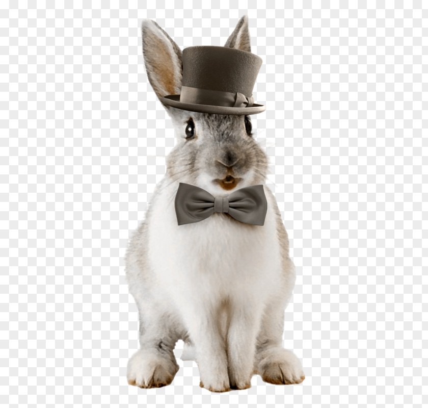 Rabbit Domestic Whiskers Hare PNG