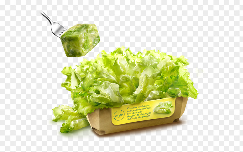 Salad Romaine Lettuce Vegetarian Cuisine Diet Food PNG