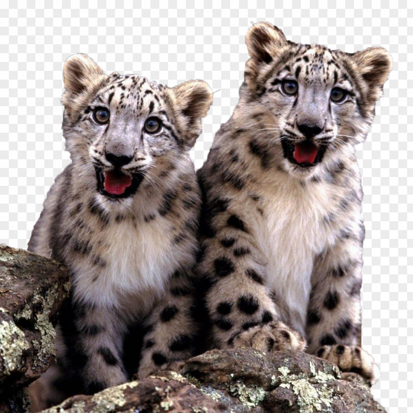 Two Cute Little Snow Leopard Cubs The Cat Felidae Fact PNG