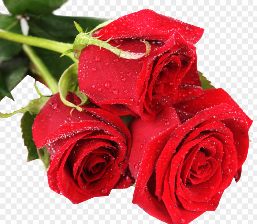 Burgundy Flowers Rose Flower Desktop Wallpaper Color Red PNG