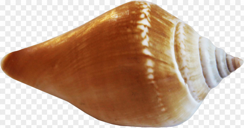 Conch Seashell Clip Art PNG