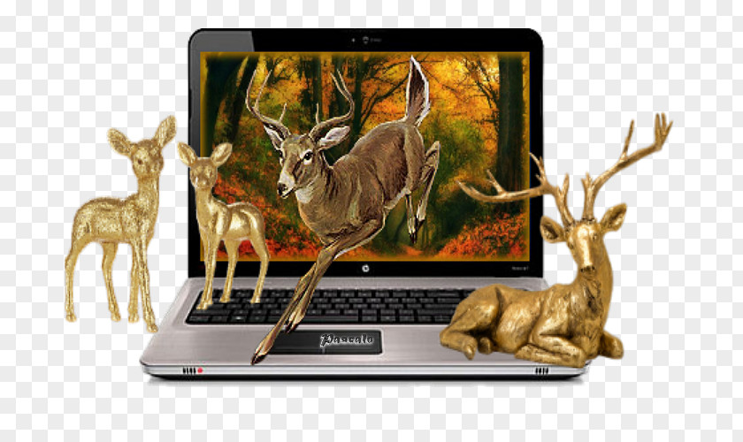 Deer Hewlett-Packard Technology HP Pavilion Wildlife PNG