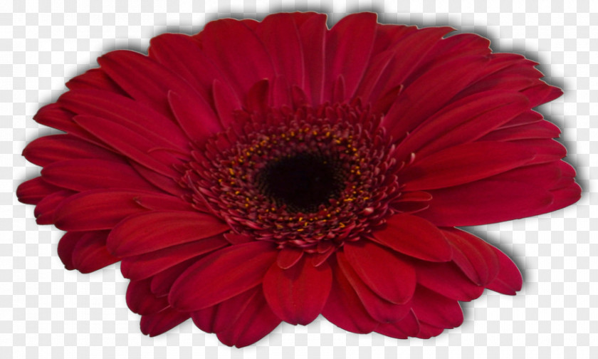 Fresh Flowers Transvaal Daisy Cut Family Stock Photography PNG