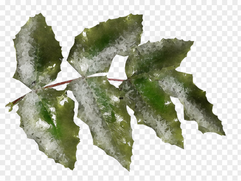 Mahonia Plant Pathology Holly PNG