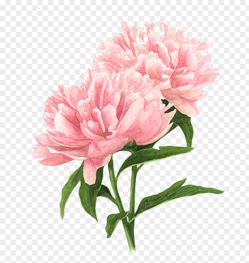 Peony Drawing Watercolor Painting Pink Flowers PNG