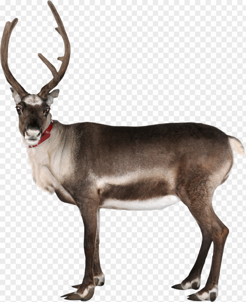 Reindeer Rudolph Santa Claus Antler PNG