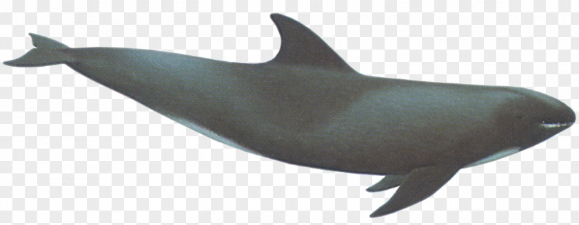 Whale Common Bottlenose Dolphin Short-beaked National Aquarium Porpoise PNG