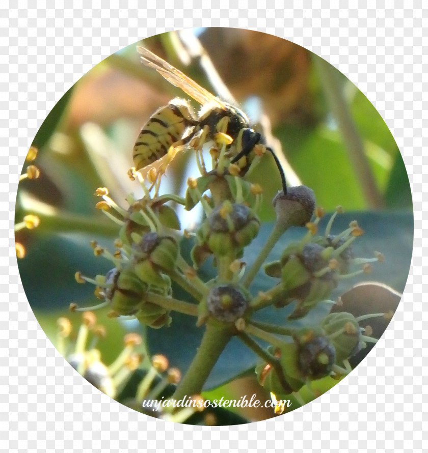 Bee Honey Levante Common Ivy Araliaceae PNG