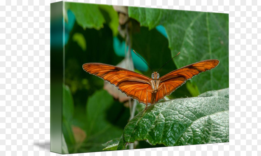 Glossy Butterflys Nymphalidae Lycaenidae Moth Butterfly PNG