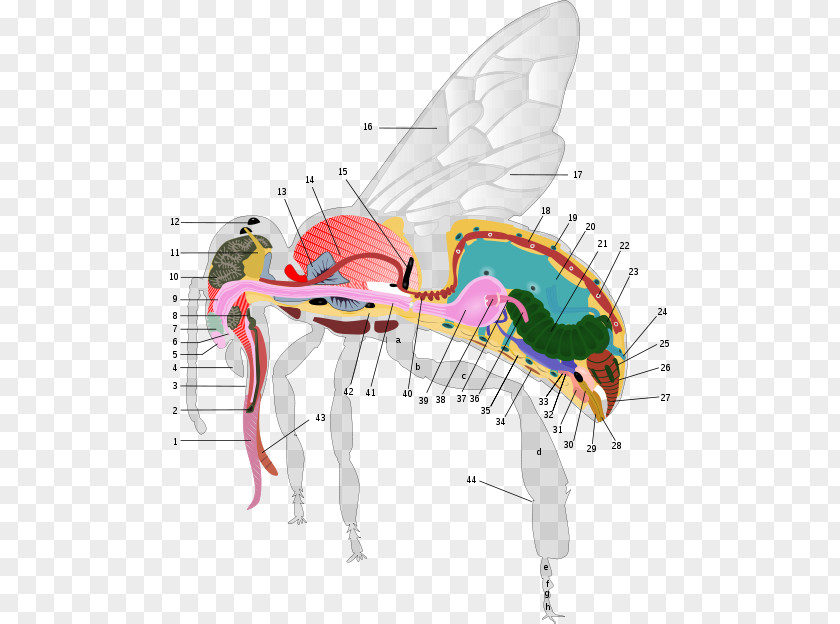 Honey Bees Western Bee Anatomy Worker Human Body PNG