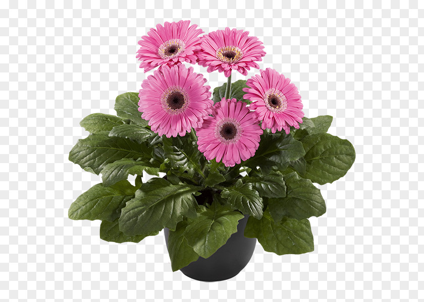 Lilac Transvaal Daisy Cut Flowers Floristry Chrysanthemum PNG