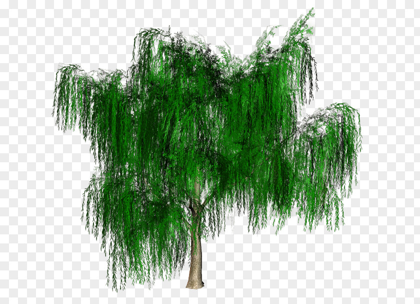 Tree Branch Ostrich Fern Vascular Plant PNG