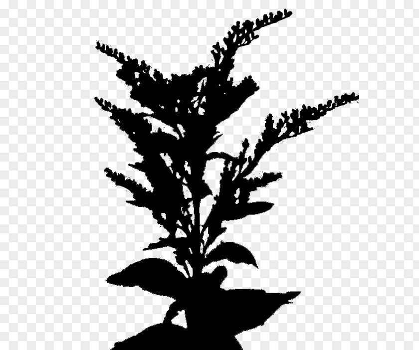 Twig Plant Stem Flower Leaf Font PNG