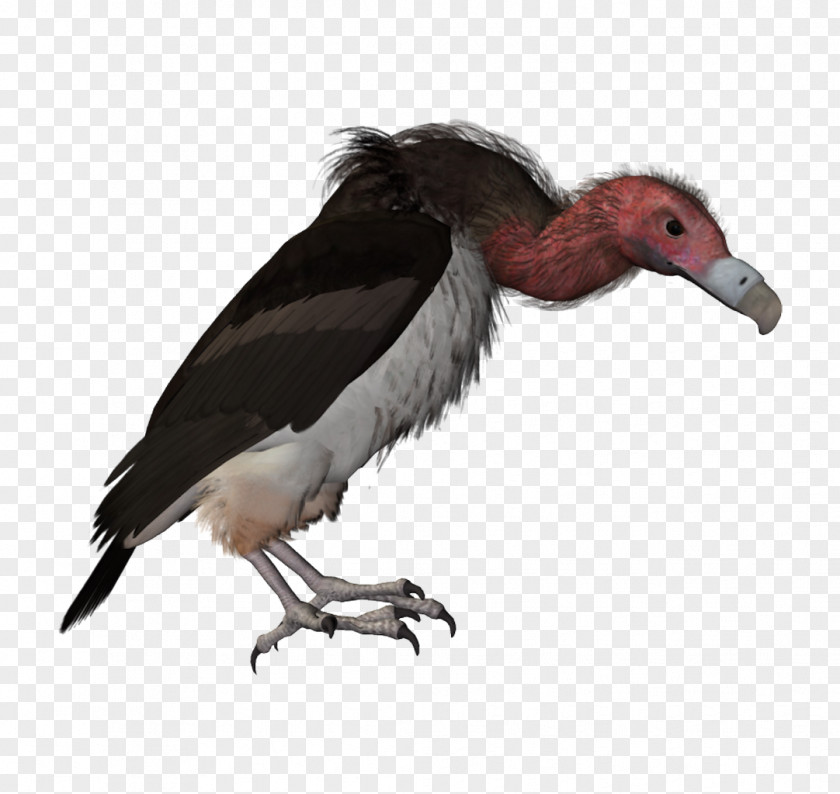 Bird Of Prey Wildlife Picsart Background PNG