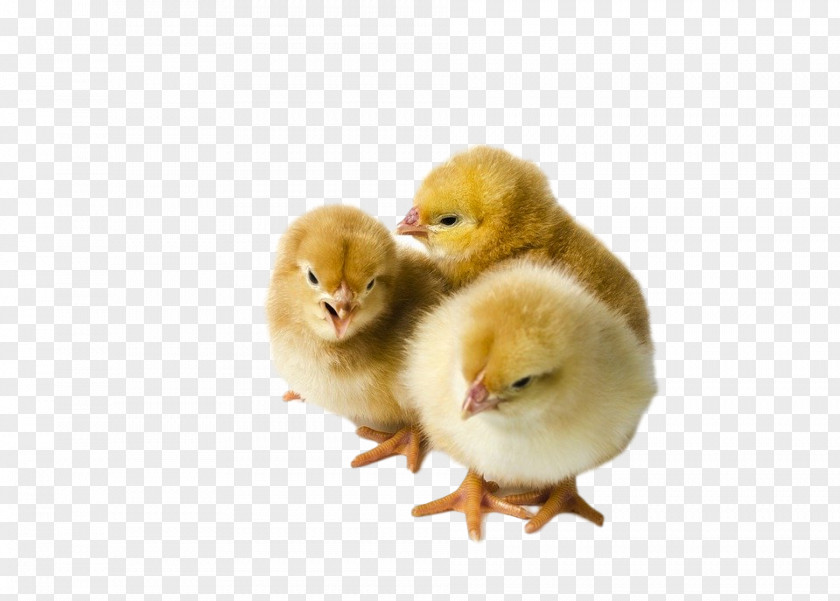 Chicken Bird Poultry Duck Yellow PNG