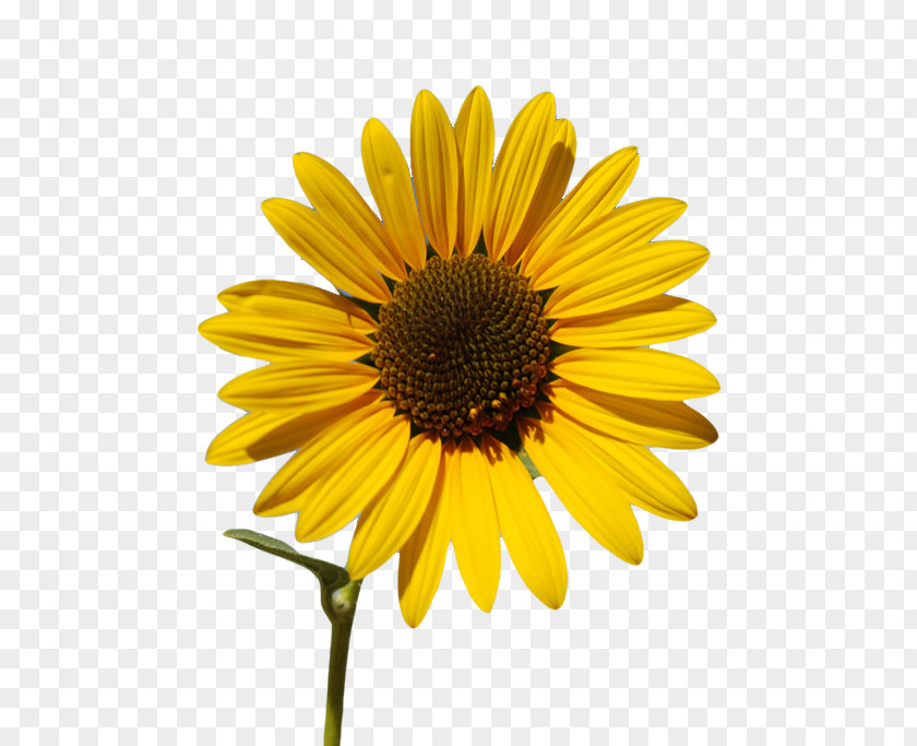 Sunflower Common Oil Seed Wallpaper PNG