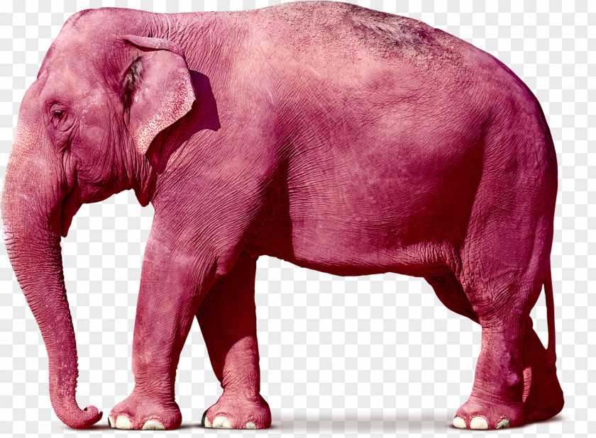 Thai Elephant Desktop Wallpaper Asian African PNG