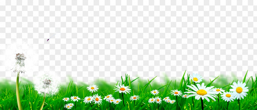 Daisy And Dandelion Meadow Lawn Flower PNG