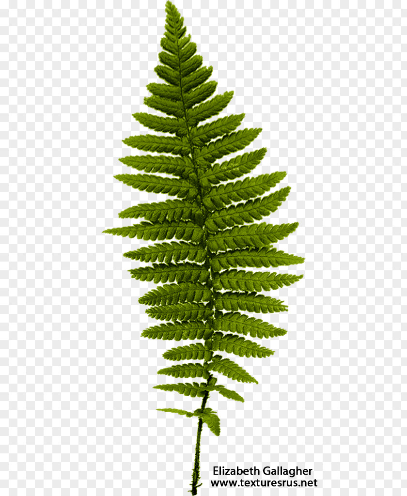 File Ferns Fern Leaf Frond PNG