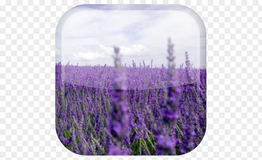 Flower Lavender Desktop Wallpaper Landscape Cloud PNG
