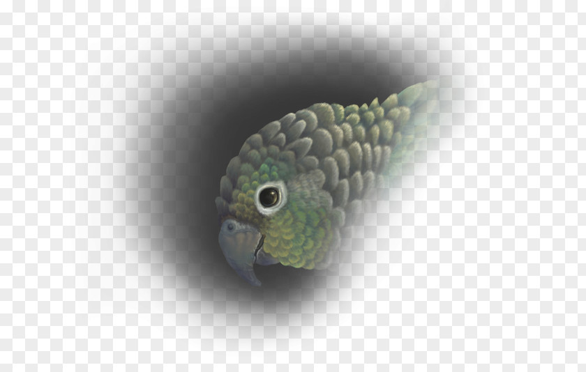Parrot Conure Green-cheeked Parakeet Art Drawing PNG