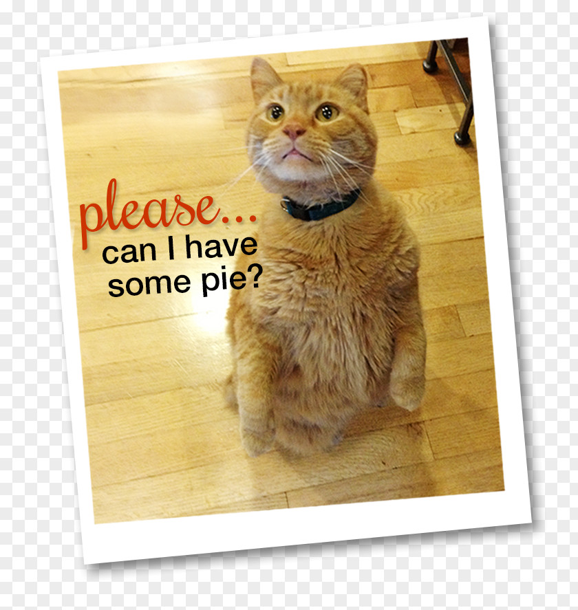 Cat Whiskers Thanksgiving Cats Day Tabby PNG