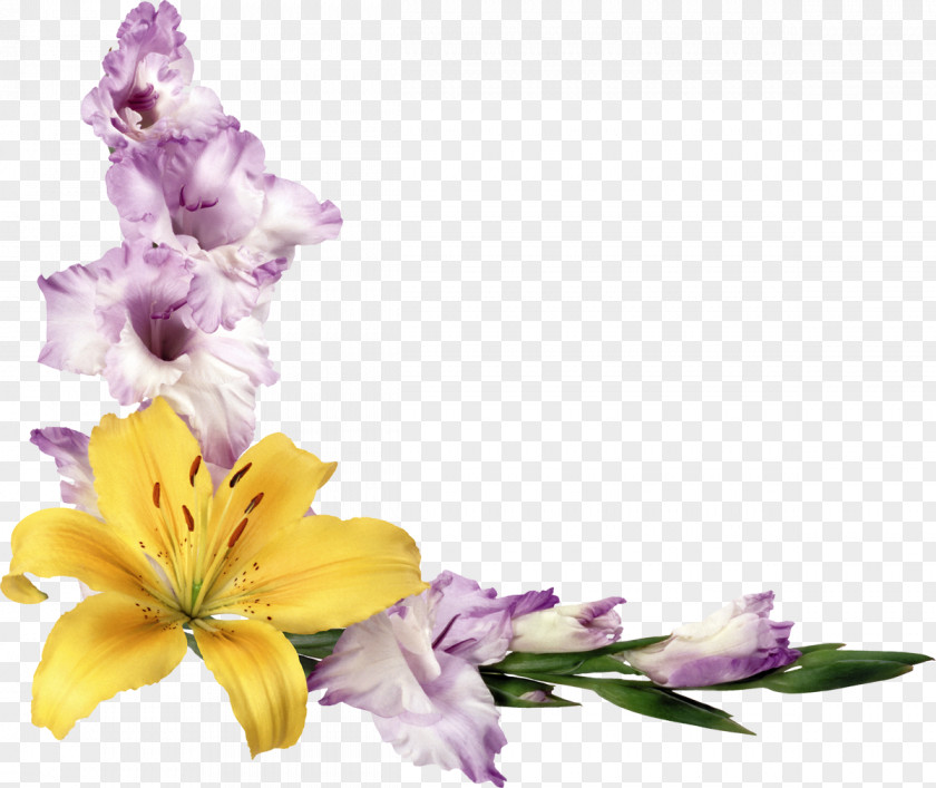 Gladiolus Flower Picture Frames Paper PNG