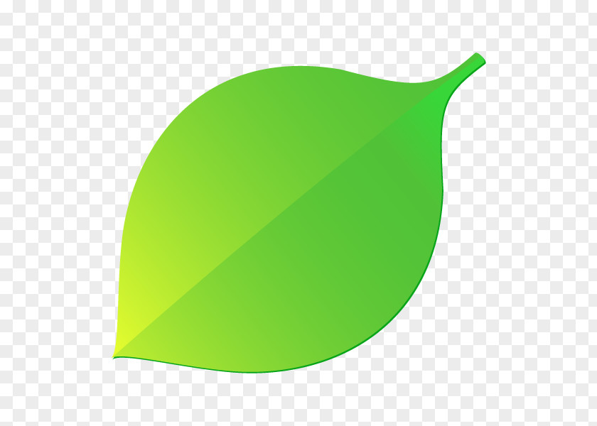 Illustration Leaf Product Design Branch PNG