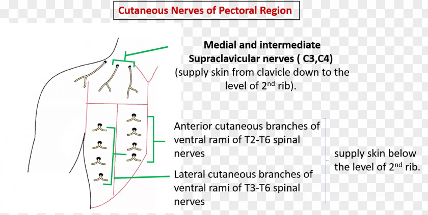 Submandibular Gland Cutaneous Nerve Innervation Pectoralis Major Muscle PNG