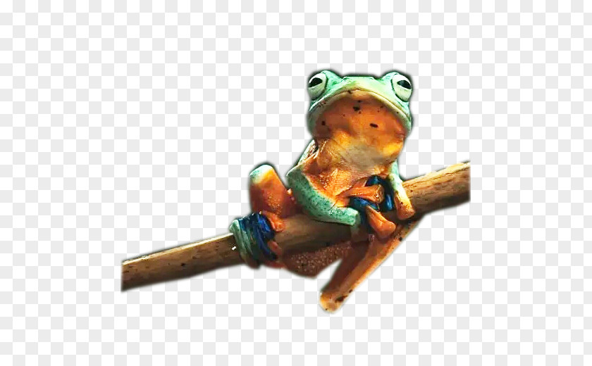Blue Frog Tree PNG