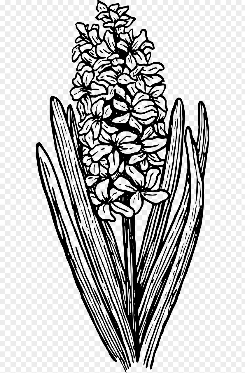 Botanical Flower Hyacinth Clip Art PNG