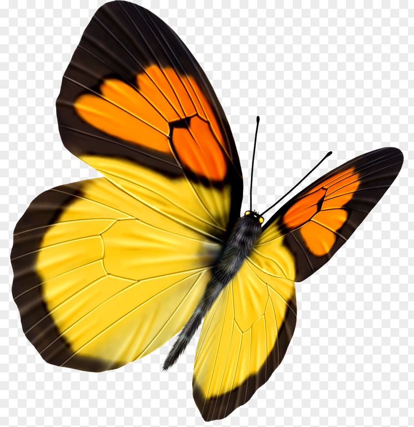 Cute Butterfly Transparency And Translucency PNG