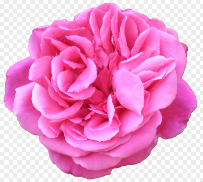 Flower Garden Roses Cabbage Rose Floribunda PNG