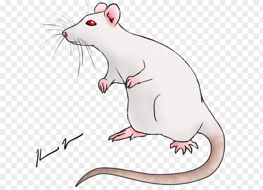 Rat & Mouse Drawing Art PNG