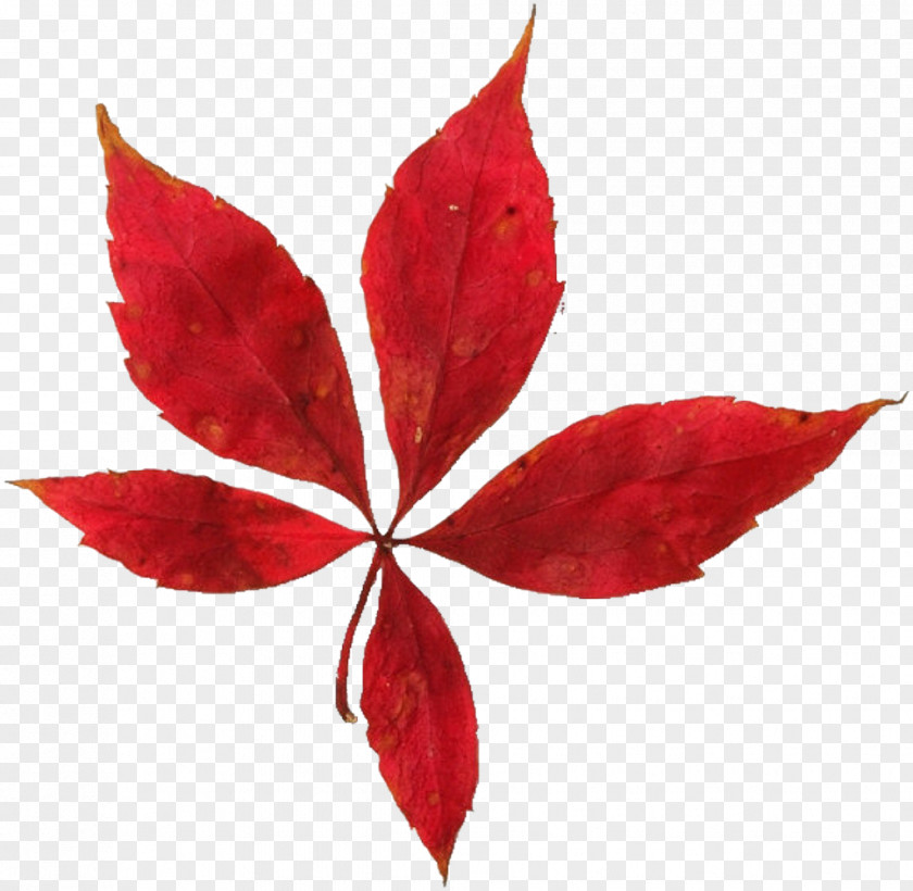 Autumn Leaves Maple Leaf Social Work With Older People Color PNG