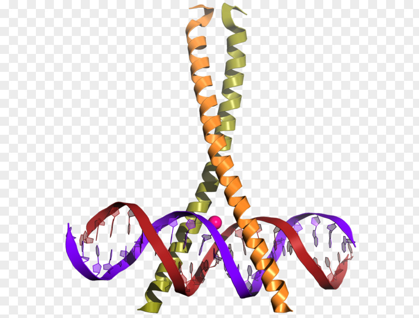 Bzip Domain CREB-binding Protein Transcription Factor Leucine Zipper CREB1 PNG