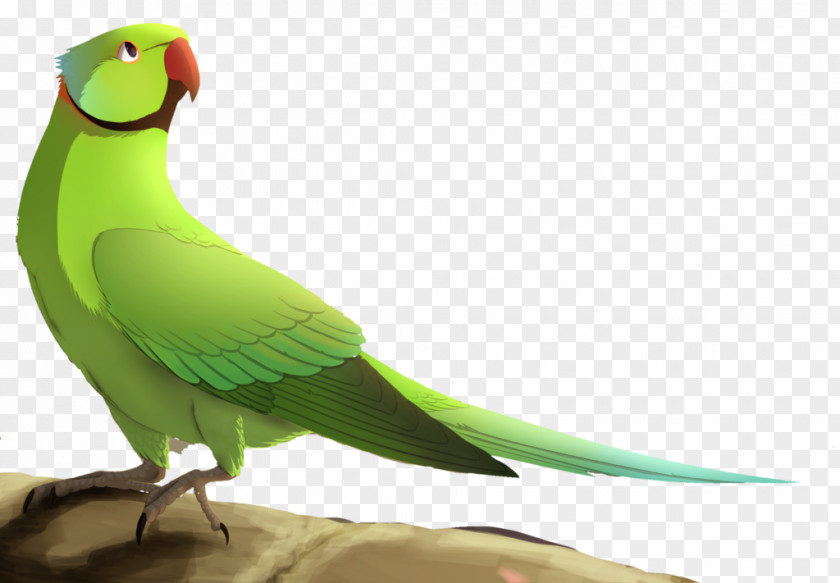 Feather Lovebird Macaw Parakeet Beak PNG