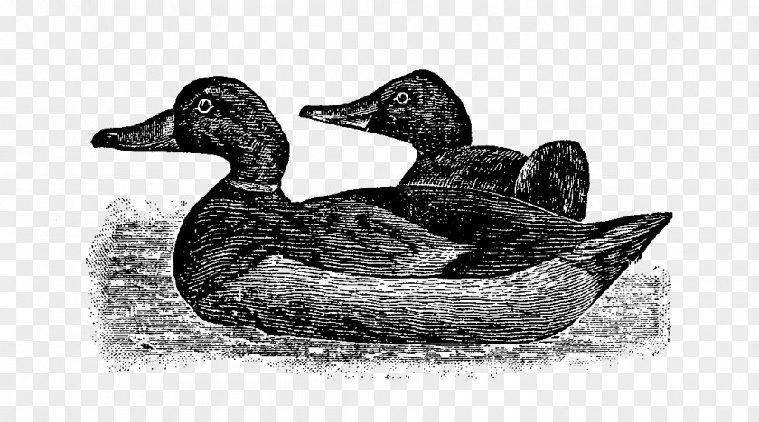 Goose Mallard Duck Fauna Beak PNG