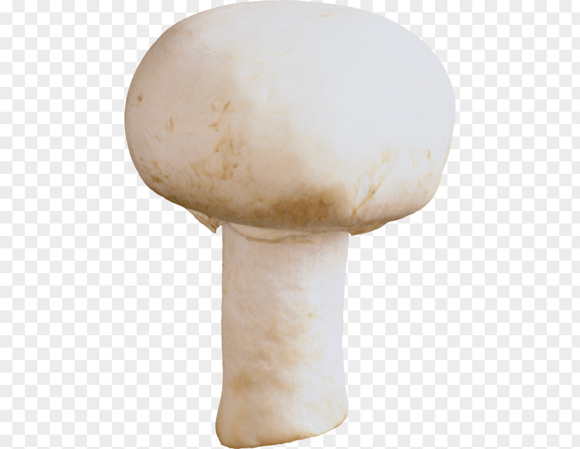 Mushroom Festival Clip Art JPEG PNG
