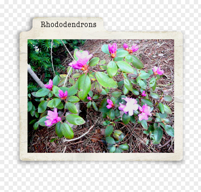 Rhododendron Herbaceous Plant Cactaceae Groundcover PNG